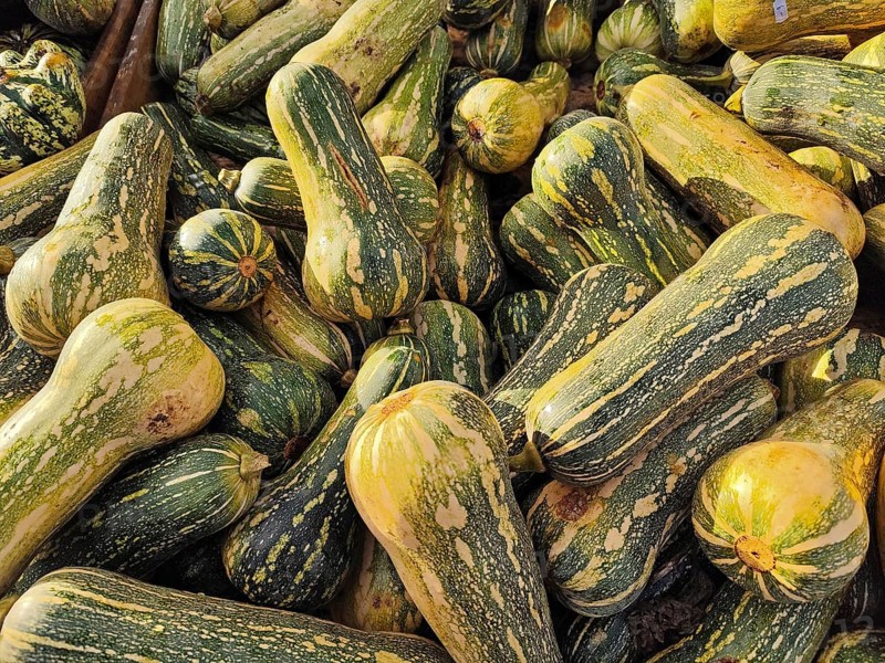 Butternut squash, Lower Saxony, Germany, Europe