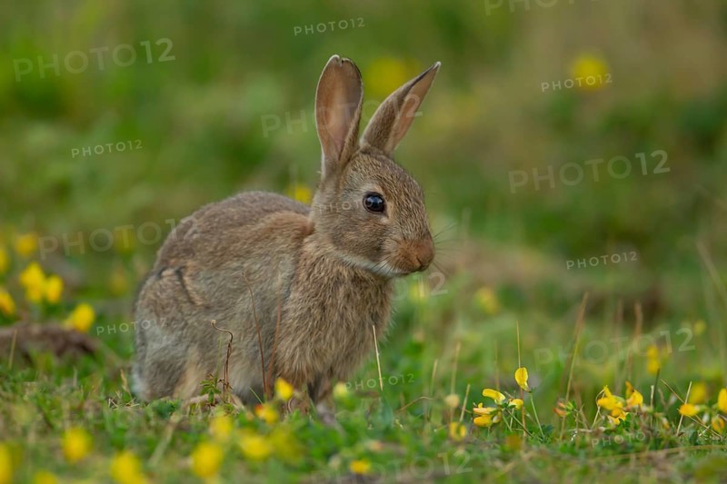 Rabbit (Oryctolagus cuniculus) wild adult animal in grassland with yellow summer flowers, England, United Kingdom, Europe