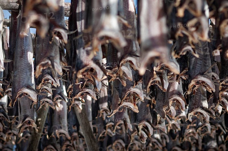 Cod from the Barents Sea, dried fish production, Reine, Lofoten Island Moskenesøya, Moskenesoya, Lofoten, Northern Norway, Norway, Europe