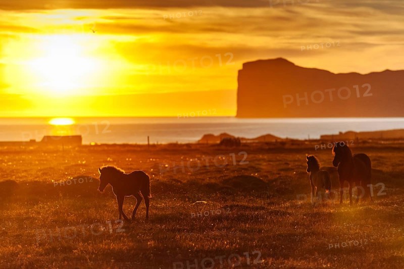 Foal and mare, Icelandic horses (Equus islandicus), coast, midnight sun, Hofsos or Hofsós, Skagafjörður, Norðurland, Iceland, Europe