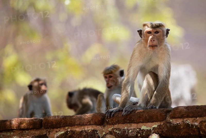 Ceylon hat monkeys (Macaca sinica) in the ruined city of Polonnaruwa, Central Province, Sri Lanka, Asia