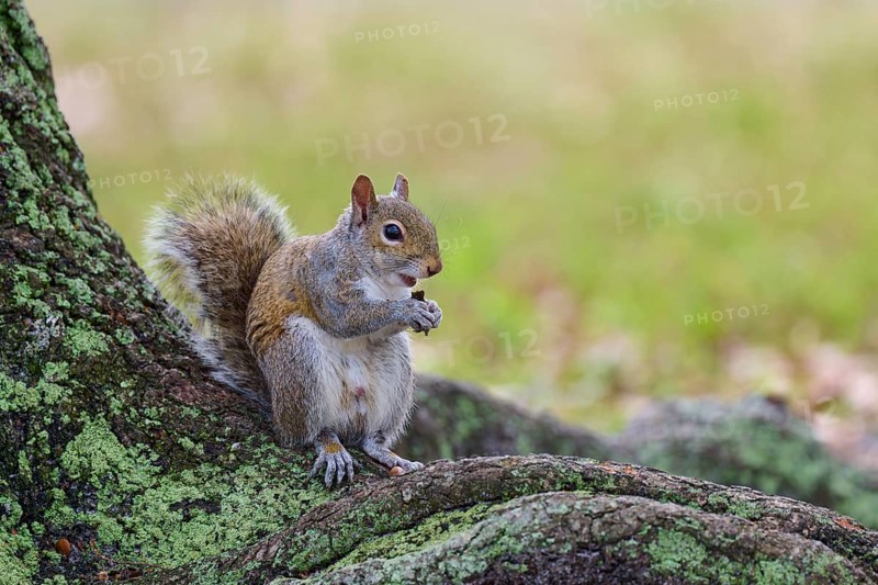 American grey squirrel (Sciurus carolinensis), sitting on a tree root in a green and natural environment, Pembroke Pines, Florida, USA, North America