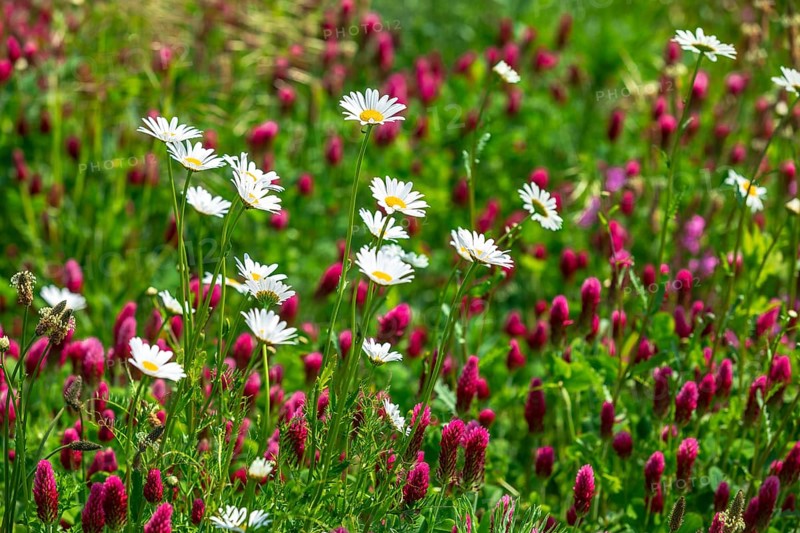 Flowering meadow with daisies (Leucanthemum) and incarnate clover (Trifolium incarnatum) in bloom, Saxony, Germany, Europe