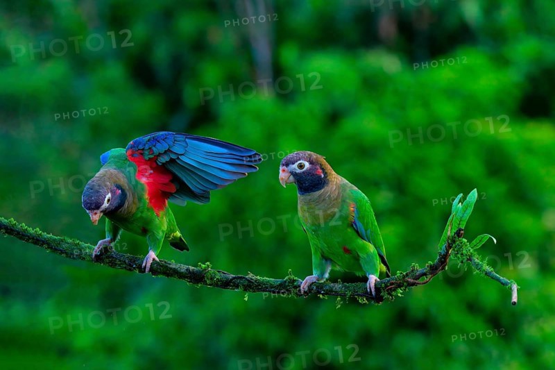 Two Brown-hooded Parrots (Pyrilia haematotis) sitting on a branch, one with open wings, Costa Rica, Central America