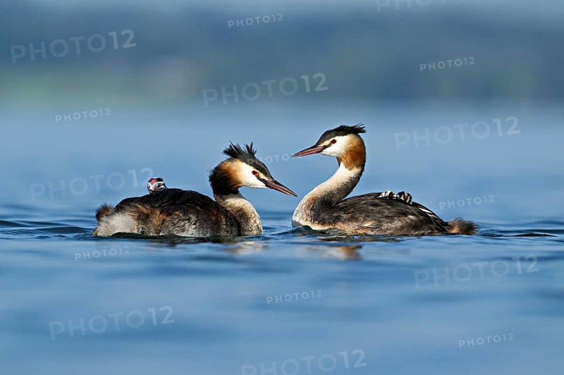 Great Crested Grebe (Podiceps Scalloped ribbonfish), pair with chicks in plumage swimming in the water, Lake Zug, Kanon Zug, Switzerland, Europe