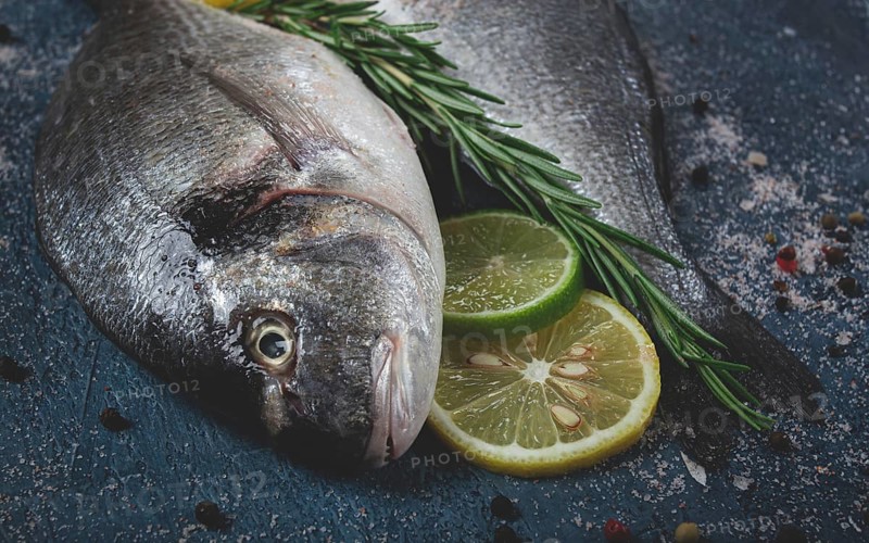 Fresh, raw dorado fish, on a dark blue background, top view, two pieces, no people