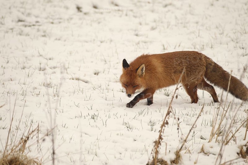 Fox (Vulpes vulpes) foraging in the snow, Allgäu, Bavaria, Germany, Allgäu, Bavaria, Germany, Europe