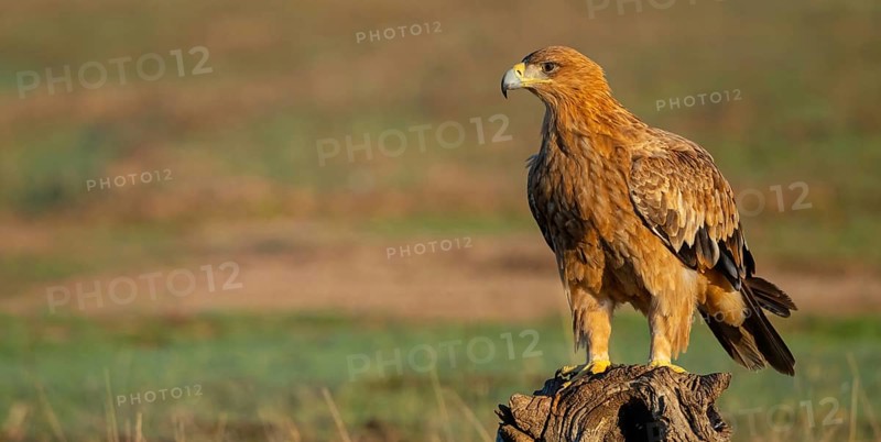 Spanish imperial eagle (Aquila adalberti), El Millaron Imperial Eagle Hid, Salorino, Extremadura Caceres, Spain, Europe