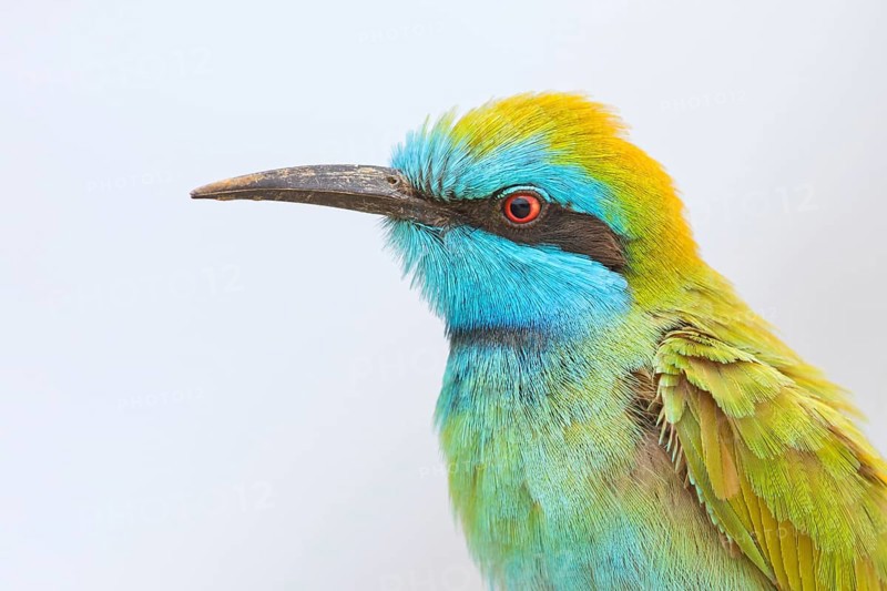 Green bee-eater (Merops orientalis), Mirbat, Salalah, Dhofar, Oman, Asia