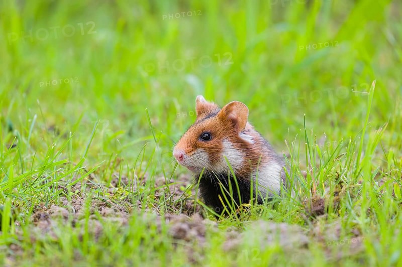 A European hamster (Cricetus cricetus), Eurasian hamster, black-bellied hamster or common hamster, sits in a meadow next to his den