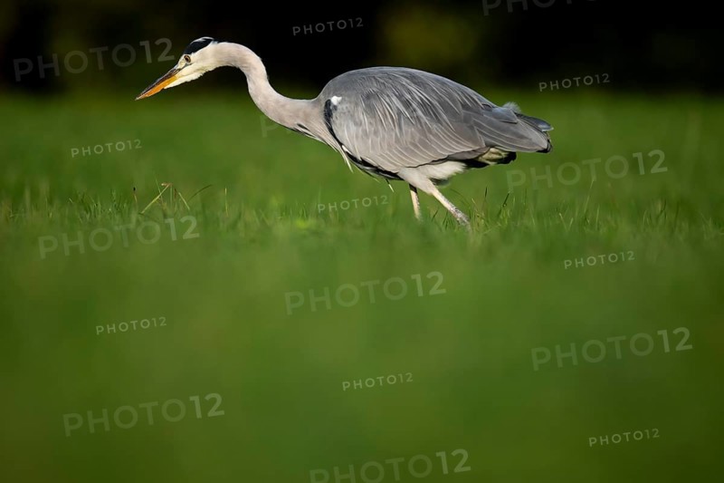 Grey heron (Ardea cinerea), animal portrait, Rosensteinpark, Stuttgart, Baden-Württemberg, Germany, Europe