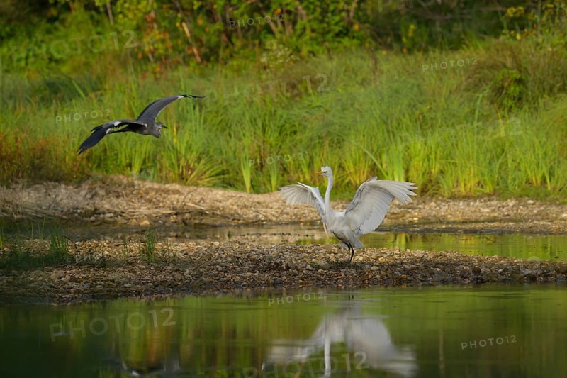 Great White Egret (Ardea alba), Grey Heron (Ardea cinerea), flies, water, shore, gravel, Lower Austria