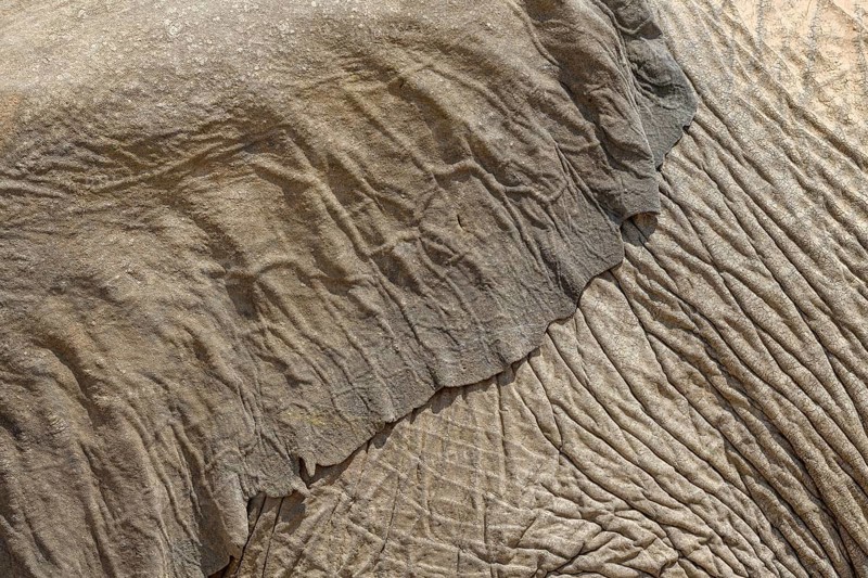 Ear and skin of a desert elephant (Loxodonta africana), detail, Huab dry river, Damaraland, Kunene region, Namibia, Africa