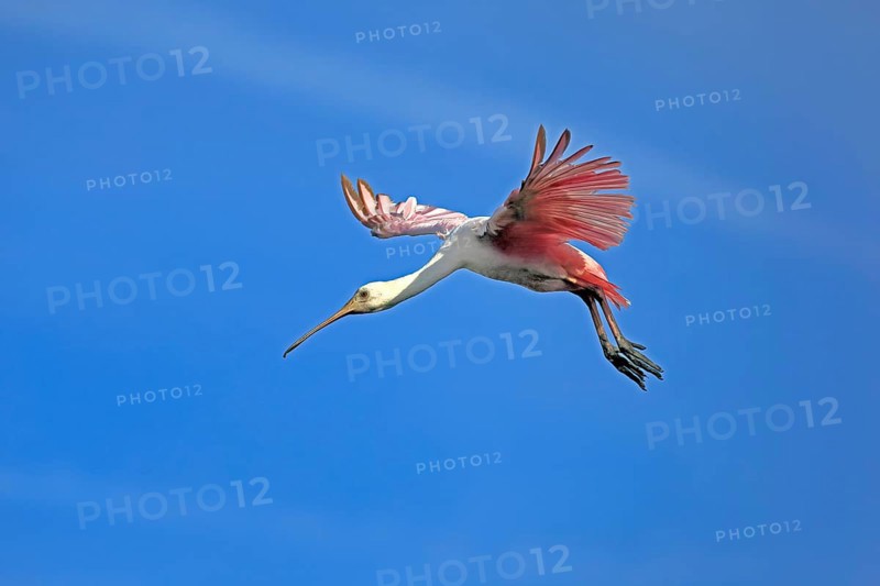 Roseate spoonbill (Platalea ajaja), adult, flying, St. Augustine, Florida, North America, USA, North America