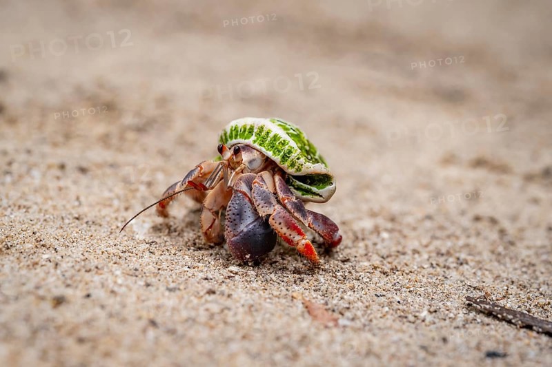 Caribbean hermit crab (Coenobita clypeatus), in the sand on the beach, Parque Nacional Cahuita, Costa Rica, Central America