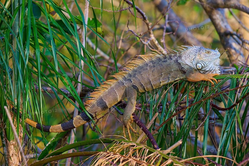 Common green iguana (Iguana iguana), Wakodahatchee Wetlands, Delray Beach, Florida, USA, North America