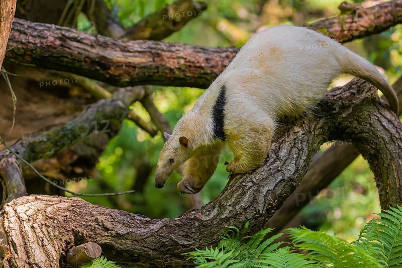 A southern tamandua (Tamandua tetradactyla), climbs in a tree in a forest
