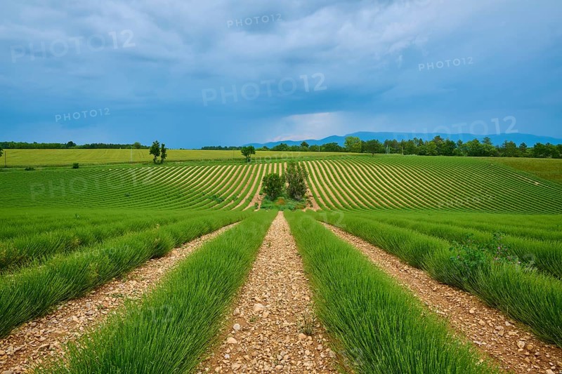 Extensive lavender field (Lavandula), scattered trees, mountains in the background, overcast sky, summer, Valensole, Alpes-de-Haute-Provence, Provence-Alpes-Cote d'Azur, France, Europe