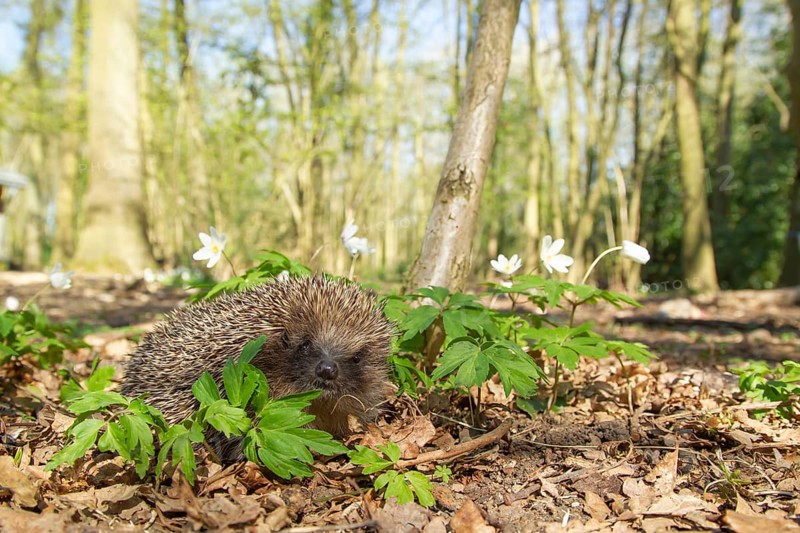 European hedgehog (Erinaceus europaeus) adult animal in a woodland in spring, England, United Kingdom, Europe