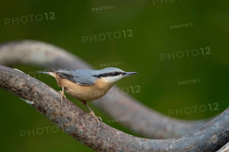 Eurasian nuthatch (Sitta europaea) adult bird on a garden wheelbarrow, England, United Kingdom, Europe