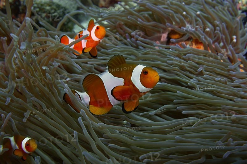 Three Ocellaris Clownfish (Amphiprion ocellaris) cavorting between the dense tentacles of a sea anemone, dive site SD, Nusa Ceningan, Nusa Penida, Bali, Indonesia, Asia