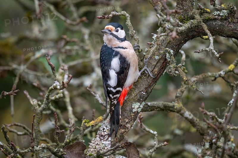 Great spotted woodpecker (Dendrocopos major) on an old pear tree with moss-covered branches, Baden-Württemberg, Germany, Europe