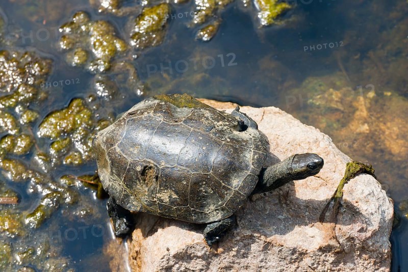 A turtle sunbathing on a rock in a body of water, turtle, Toroni, Torone, Sithonia, Chalkidiki, Central Macedonia, Greece, Europe