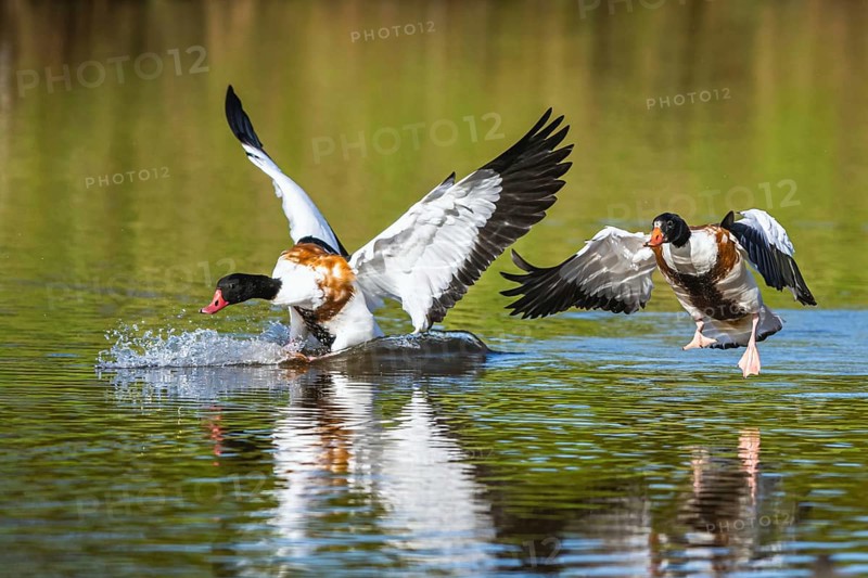 Common Shelduck, Tadorna tadorna birds in fight on water