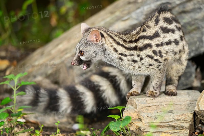 Common genet (Genetta genetta), wildlife in a forest, Montseny National Park, Catalonia, Spain, Europe