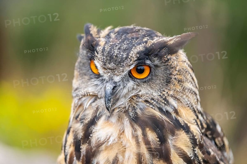 Portrait of an Eurasian eagle-owl (Bubo bubo), captive, Pyrenees, Catalonia, Spain, Europe