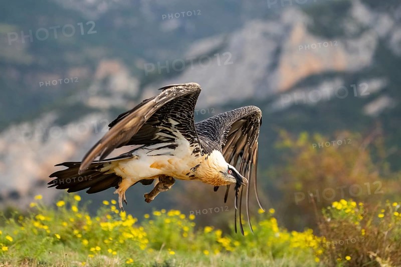 Bearded Vulture (Gypaetus barbatus) adult bird in flight with mountains in the backround, Pyrenees, Lleida, Spain, Europe