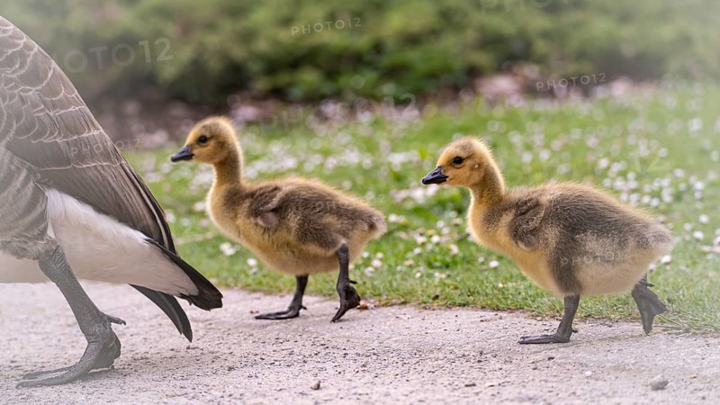 Canada goose chicks (Branta canadensis) two crossing a gravel path, adult goose in front, only rump and leg, background meadow with daisies and green bushes, Rombergpark, Dortmund, North Rhine-Westphalia, Germany, Europe