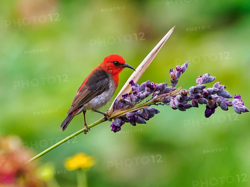 Sulawesi honeyeater (Myzomela chloroptera) red small bird on flower umbels, Sulawesi, Indonesia, Asia