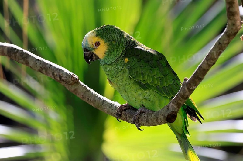 Yellow-headed Amazon (Amazona oratrix), adult, on wait, on tree, Central America, Central America
