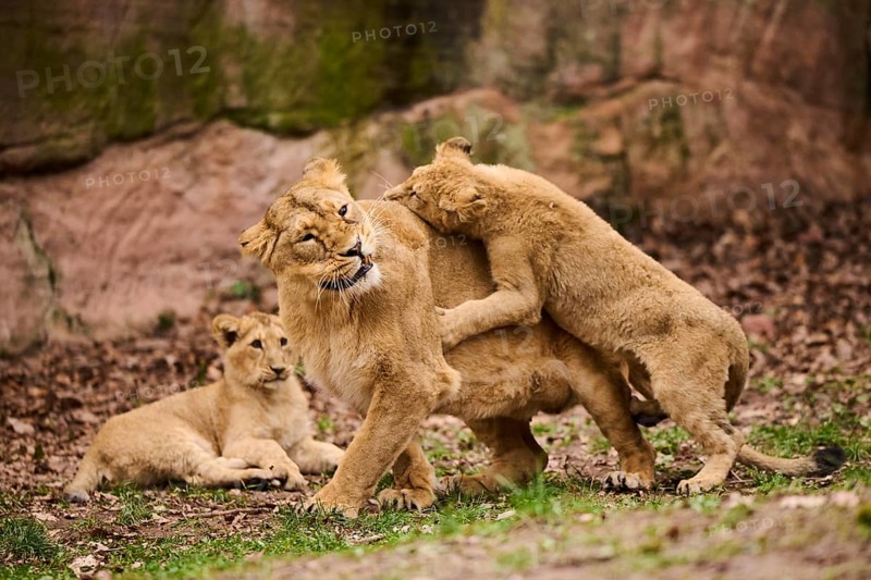 Asiatic lion (Panthera leo persica) female (mother) with her cubs, captive