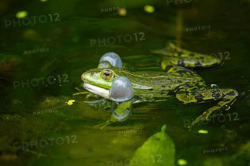 Edible frog (Pelophylax esculentus) in a little lake in the water, Bavaria, Germany, Europe