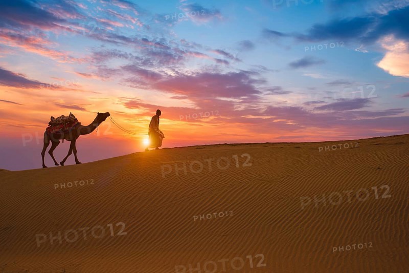 Indian cameleer camel driver bedouin with camel silhouettes in sand dunes of Thar desert on sunset. Caravan in Rajasthan travel tourism background safari adventure. Jaisalmer, Rajasthan, India, Asia