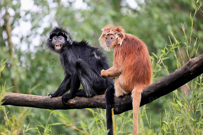Javan lutung (Trachypithecus auratus), adult, sitting, two Javan lutung, social behaviour, on tree, endangered species, Indonesia, Asia
