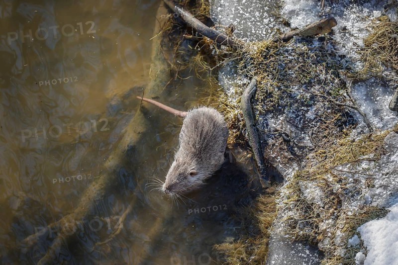 Hamm, North Rhine-Westphalia, Germany - Muskrat on the banks of the river Lippe, ice and snow on the river Lippe