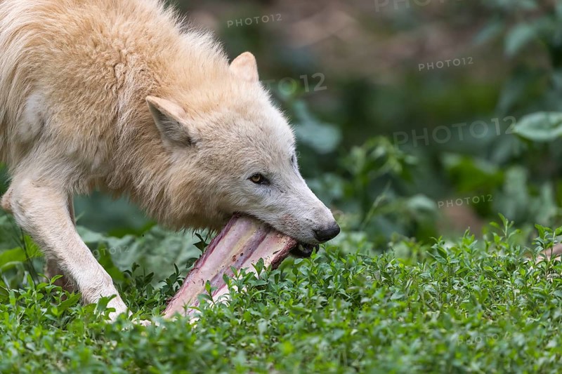 One Arctic wolf (Canis lupus arctos) chewing on a bone. Green grass around