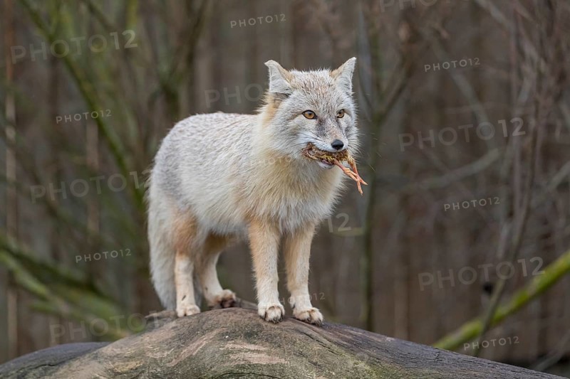 One corsac fox (Vulpes corsac) standing on a log with a chicken in his mouth