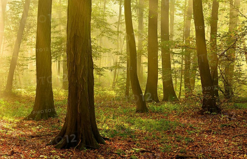 Morning atmosphere in the deciduous forest, sunbeams break through morning fog, Freyburg (Unstrut), Saxony-Anhalt, Germany, Europe