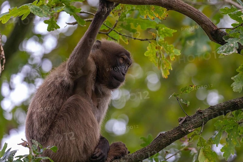 One female Gelada (Theropithecus gelada), or bleeding-heart monkey sitting high up in a tree feeding on leaves