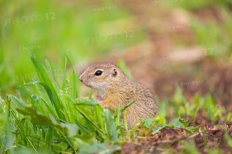 An adult European ground squirrel (Spermophilus citellus) or European souslik stands tall in a green meadow, watching the surrounding
