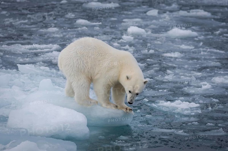 Polar bear (Ursus maritimus) on the pack ice at 82 degrees north, Spitsbergen Island, Svalbard and Jan Mayen archipelago, Norway, Europe