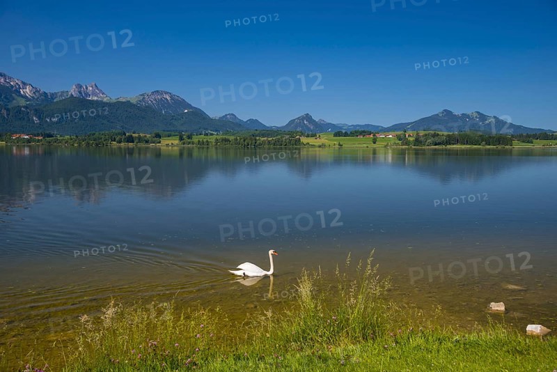 Hoeckerschwan (Cygnus olor), male adult bird swimming, Hopfensee, near Fuessen, Ostallgaeu, Allgaeu, Upper Swabia, Swabia, Bavaria, Germany, Europe