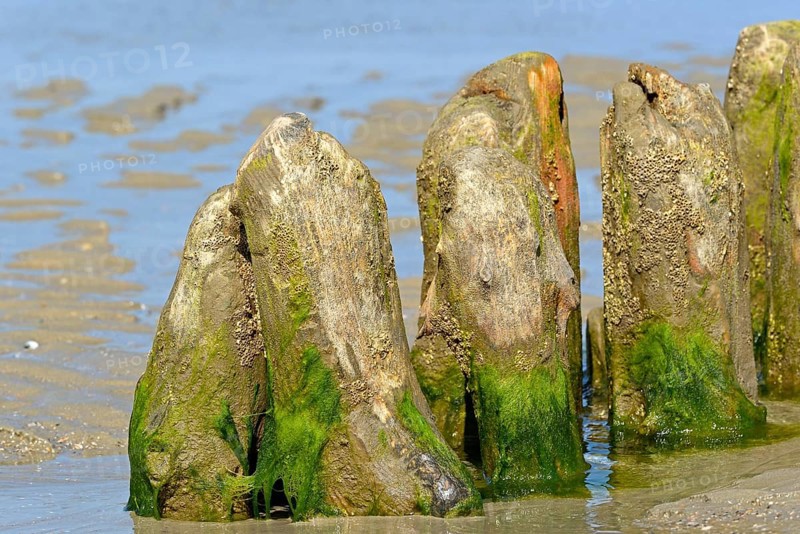 Old wooden groynes covered with algae and barnacles (Balanidae) on a sandy beach at low tide, North Sea, Norderney, East Frisian Islands, Lower Saxony, Germany, Europe