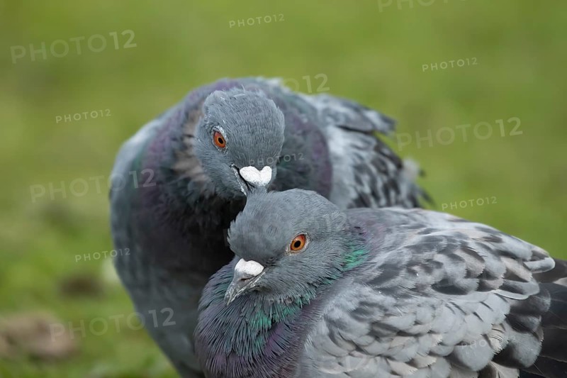 Feral pigeon (Columba livia domestica) two adult dove birds performing their courtship love display, England, United Kingdom, Europe
