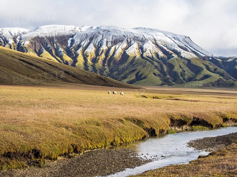 Sheep grazing in the open landscape, early snow on mountain range, along road Landmannaleid F225, Fjallabak Nature Reserve, Iceland, Europe