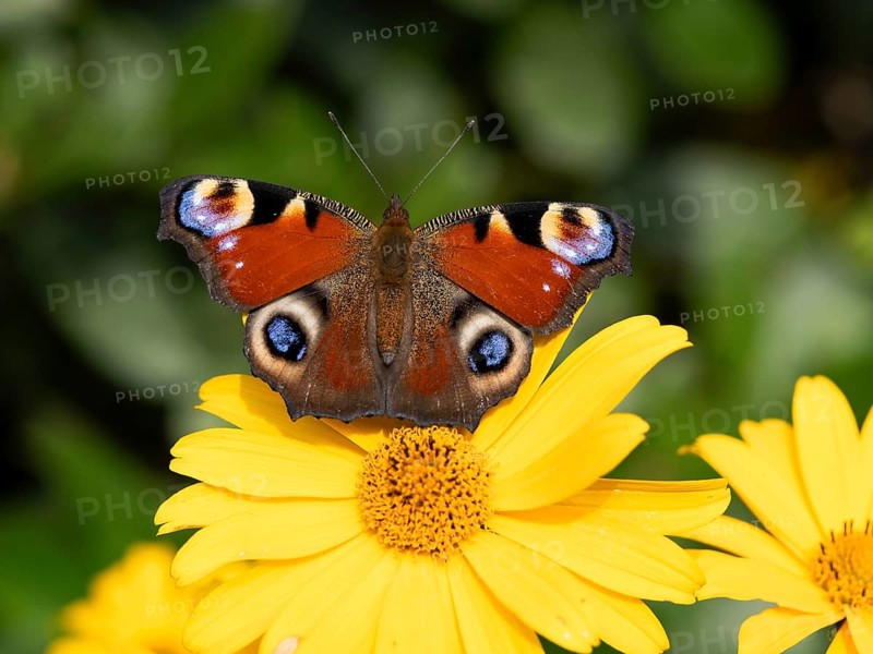 Peacock butterfly (Inachis Nymphalis io) on a flower of the sun-eye (Heliopsis), North Rhine-Westphalia, Germany, Europe